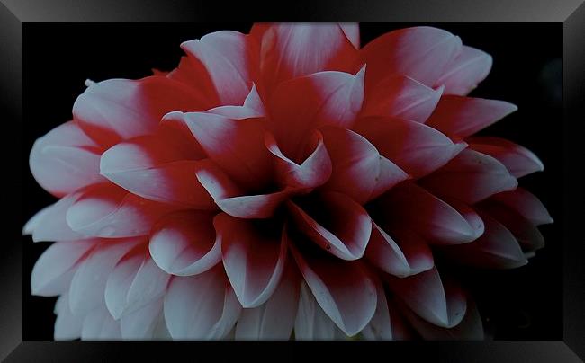  Red and White Dahlia Flower Framed Print by Sue Bottomley