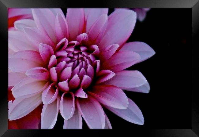  Red and White Dahlia Flower Framed Print by Sue Bottomley