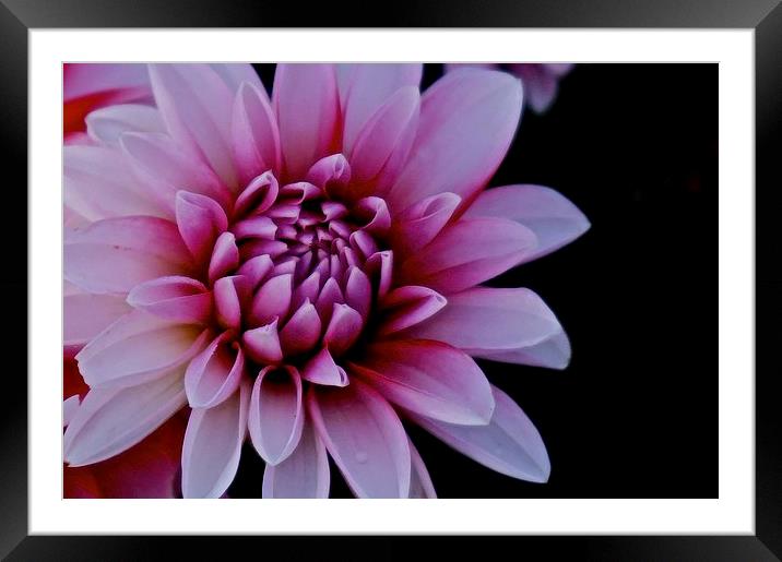  Red and White Dahlia Flower Framed Mounted Print by Sue Bottomley