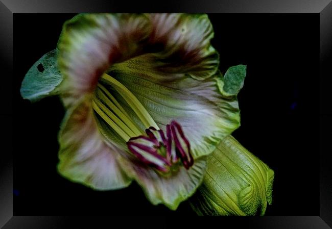 Cobaea Scandens Flower, ( Cup and Saucer Vine )  Framed Print by Sue Bottomley