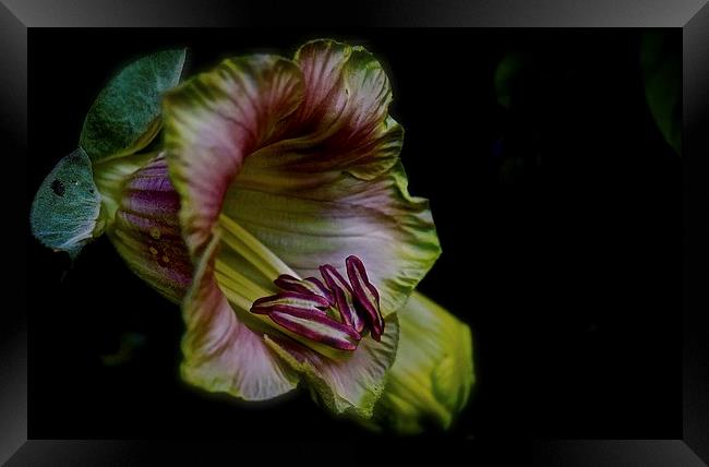  Cobaea Scandens Vine Framed Print by Sue Bottomley