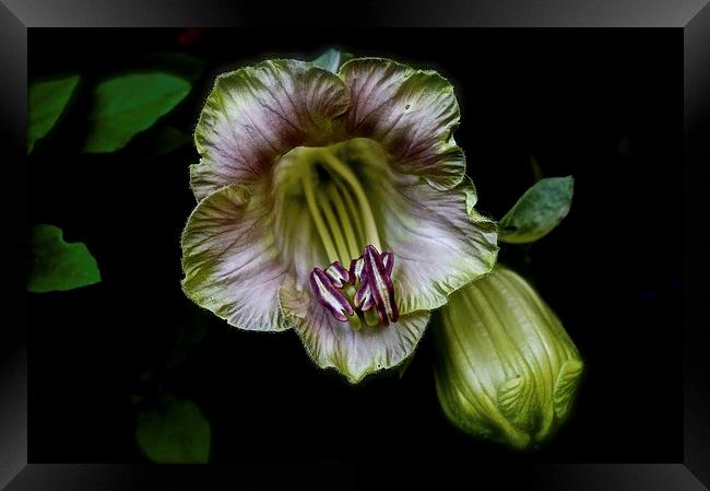  Cobaea Scandens Flower, Climber Vine Framed Print by Sue Bottomley