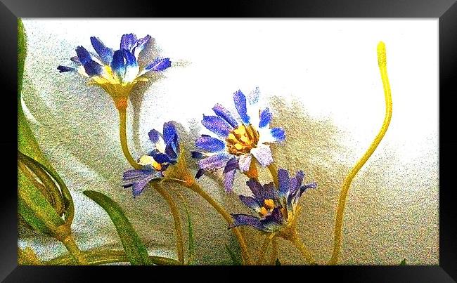 Blue silk flowers against the wall  Framed Print by Sue Bottomley