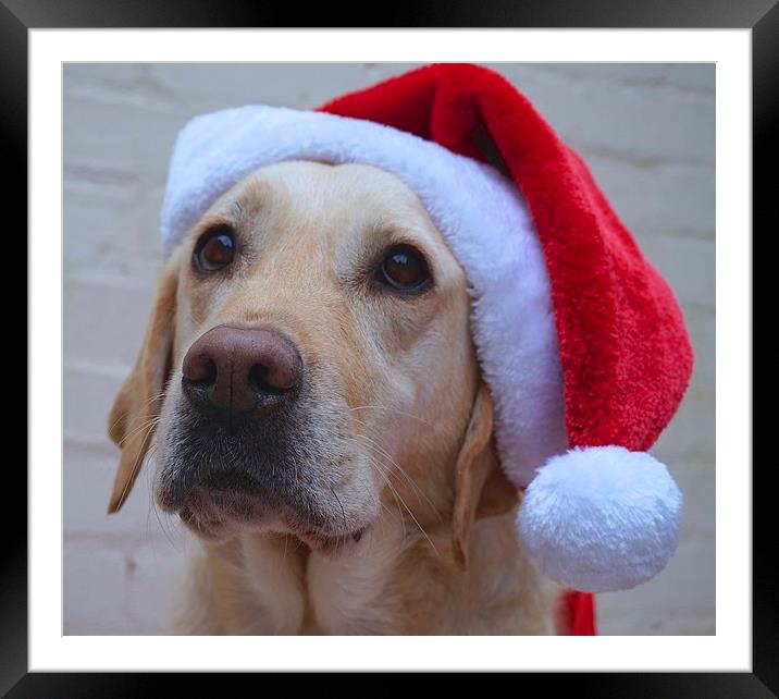 Labrador dog ready for Christmas  Framed Mounted Print by Sue Bottomley
