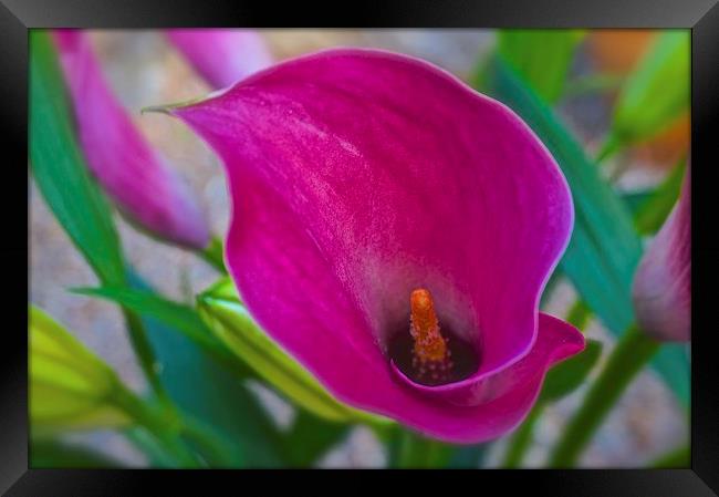  Calla Lily Flower Framed Print by Sue Bottomley