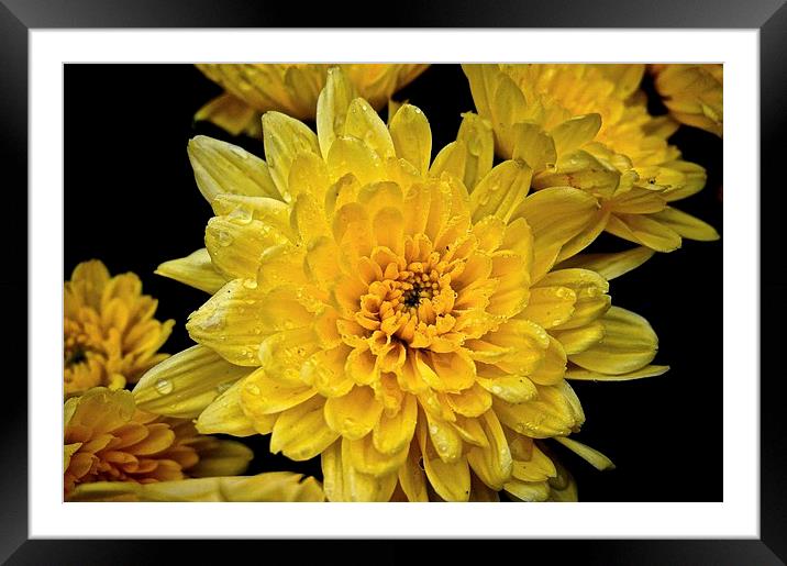  Yellow Carnations with rain droplets on the petal Framed Mounted Print by Sue Bottomley