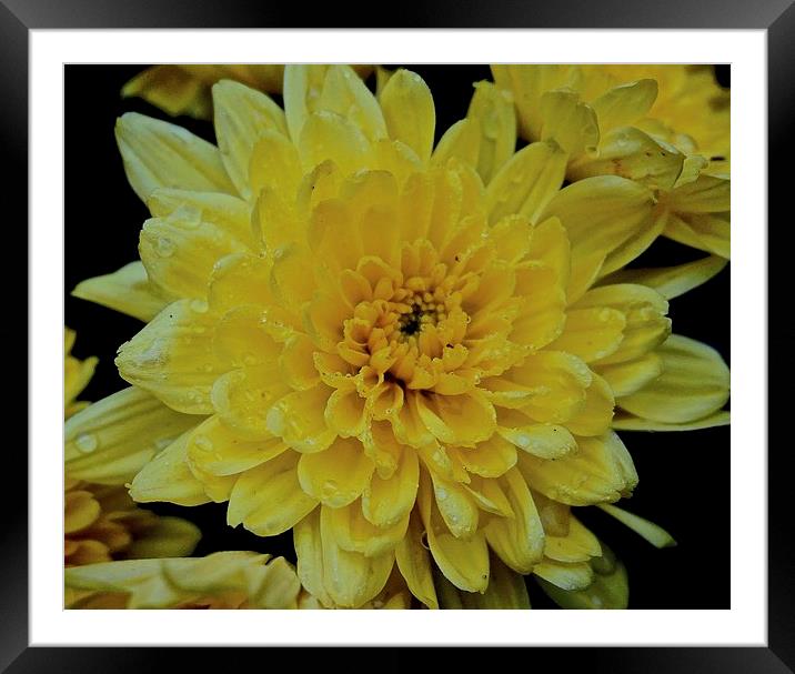  Rain droplet on a yellow Carnation Framed Mounted Print by Sue Bottomley