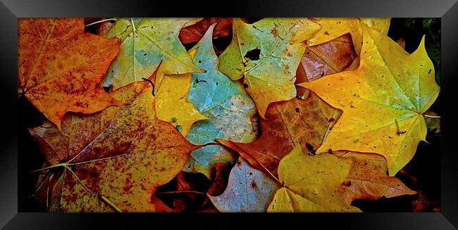 Fallen Autumn Leafs Framed Print by Sue Bottomley
