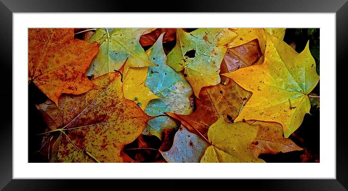 Fallen Autumn Leafs Framed Mounted Print by Sue Bottomley