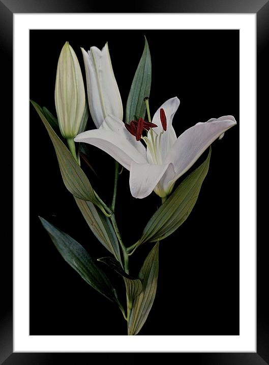  A Stem of White Lilies Framed Mounted Print by Sue Bottomley