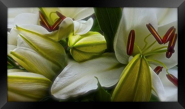  Open and Closed White Lilies Framed Print by Sue Bottomley