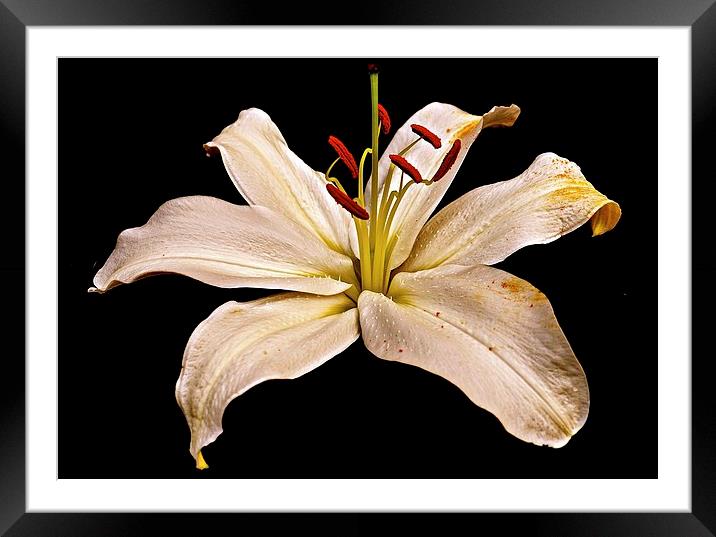 White Lily Flower with a hint of gold colouring  Framed Mounted Print by Sue Bottomley