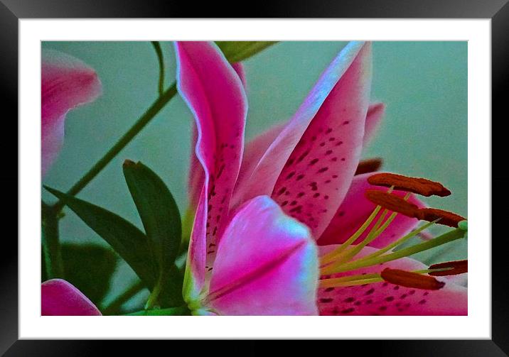  Lily Flower Art Attack 2 Framed Mounted Print by Sue Bottomley