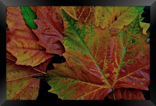 The Colour of Autumn  Framed Print by Sue Bottomley