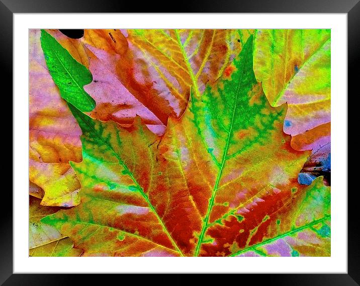  Bright Autumn Leafs Framed Mounted Print by Sue Bottomley