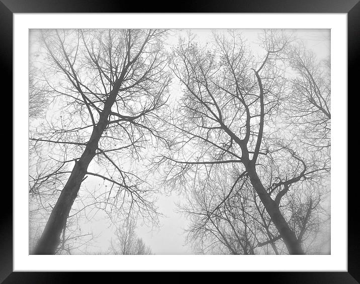 Mist on the tree tops  Framed Mounted Print by Sue Bottomley