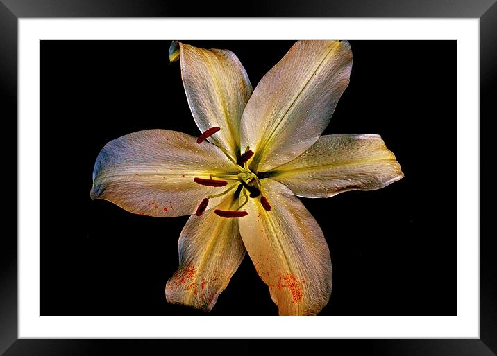  Bold Gold Lily Flower Framed Mounted Print by Sue Bottomley