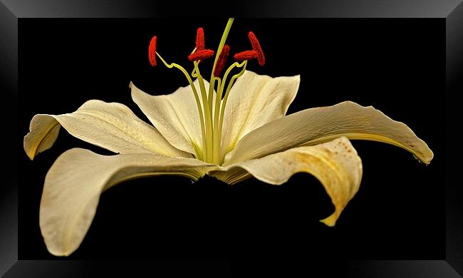  White Lily with a hint of Gold Framed Print by Sue Bottomley