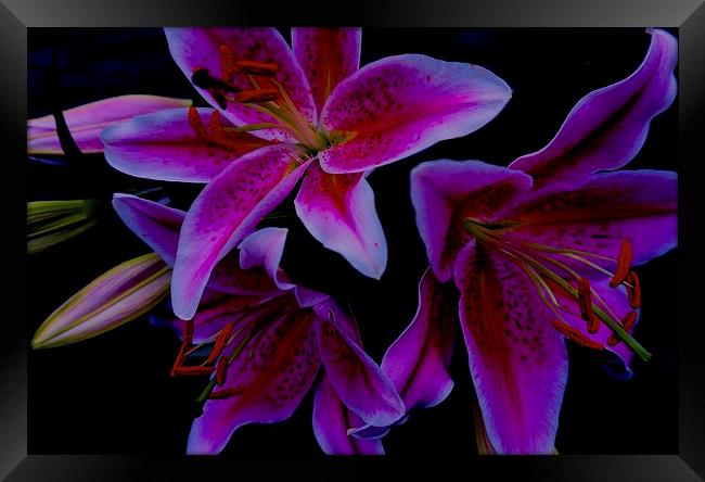  Stargazer Lilies Framed Print by Sue Bottomley