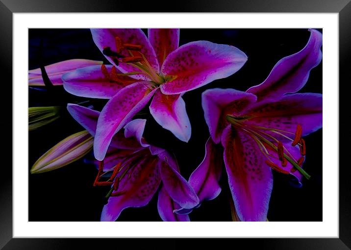  Stargazer Lilies Framed Mounted Print by Sue Bottomley