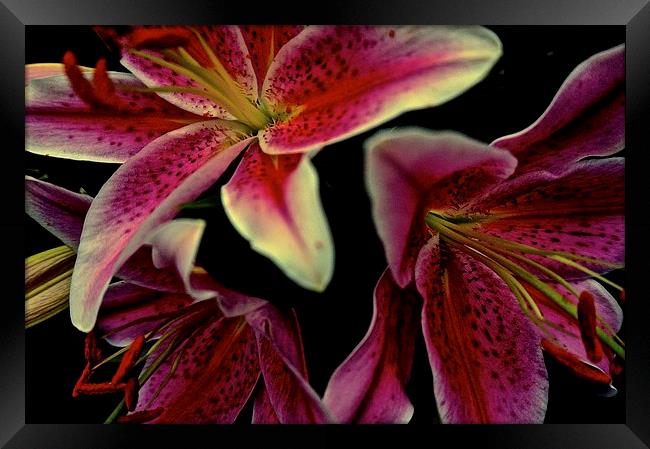 Stargazer Lily flower  Framed Print by Sue Bottomley
