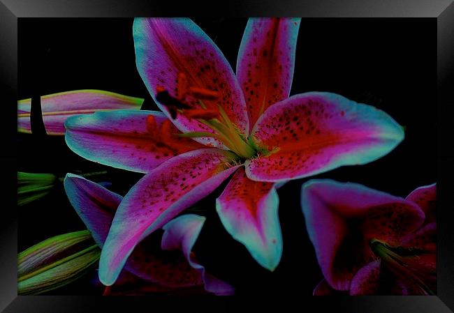 The floral celebrity Stargazer Lilies  Framed Print by Sue Bottomley