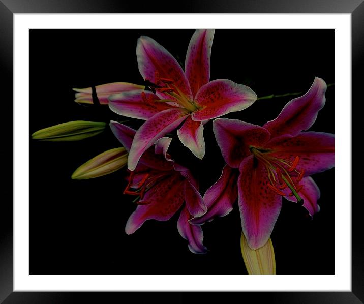 The Floral Celebrity Stargazer Lilies  Framed Mounted Print by Sue Bottomley