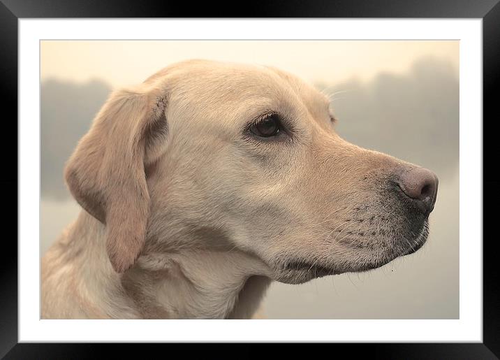  Five year old Yellow Labrador Dog Framed Mounted Print by Sue Bottomley