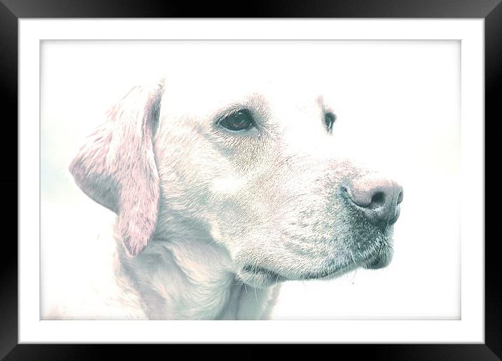  Drawing Photo affect of a Yellow Labrador Dog Framed Mounted Print by Sue Bottomley
