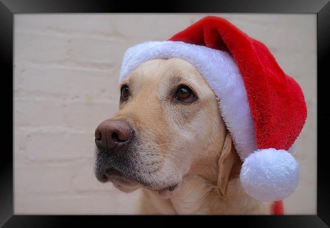Labrador waiting for Father Christmas  Framed Print by Sue Bottomley
