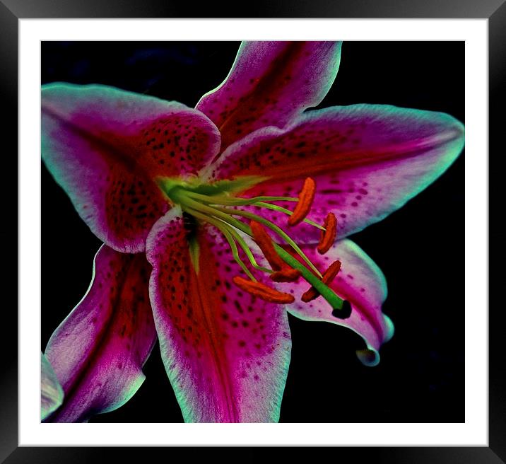 Head of a Star Gazer Lily  Framed Mounted Print by Sue Bottomley