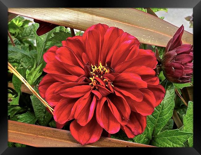 Big Red Flower peek-a-boo  Framed Print by Sue Bottomley