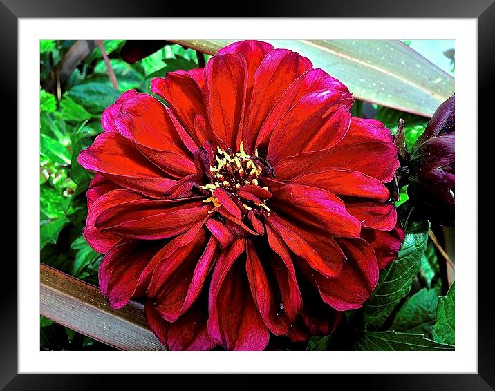  Peek-A-Boo Big Red Flower Framed Mounted Print by Sue Bottomley