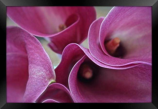  Calla Lily Flower  Framed Print by Sue Bottomley