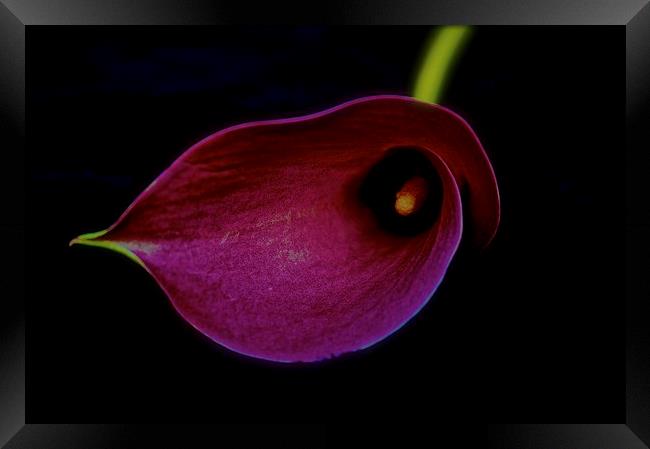 Pink Calla Lily flower head on a black background Framed Print by Sue Bottomley