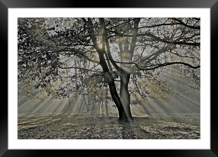  Autumn into Winter Sun Rays Framed Mounted Print by Sue Bottomley
