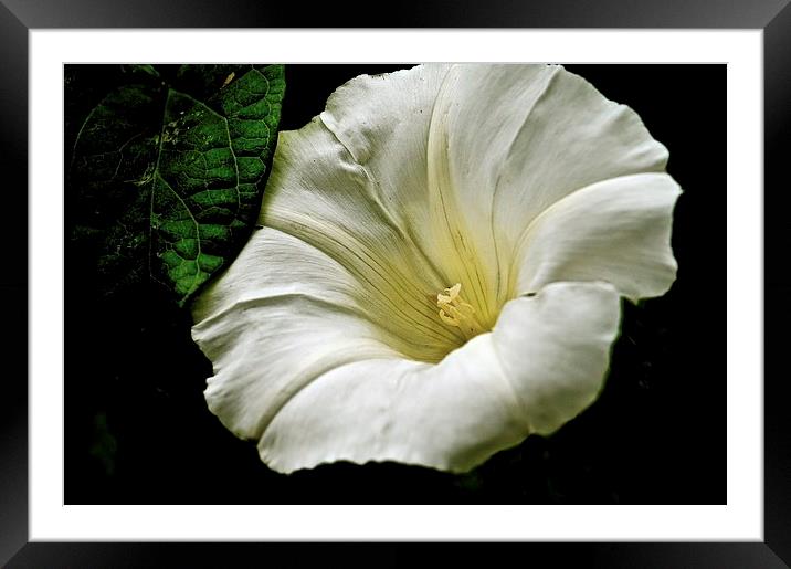 The Morning Glory Flower  Framed Mounted Print by Sue Bottomley