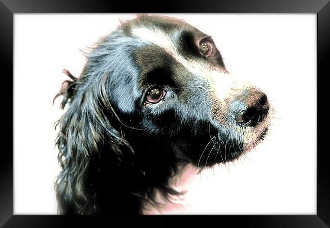  English Springer Spaniel. (Take 2) Framed Print by Sue Bottomley