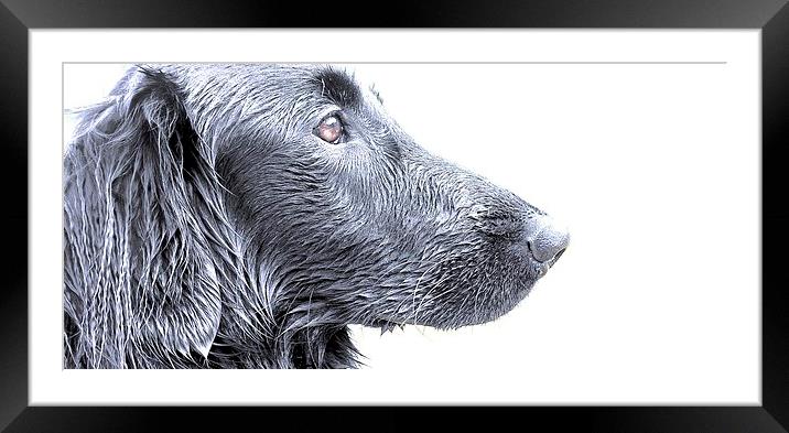  Side view of a Flat Coat Retriever Dog with a sli Framed Mounted Print by Sue Bottomley