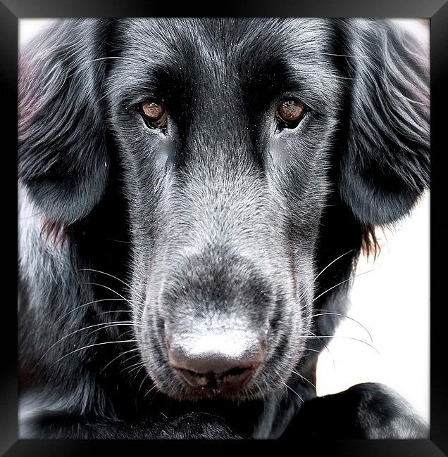 The  Face of a Flat Coat Retriever Dog Framed Print by Sue Bottomley