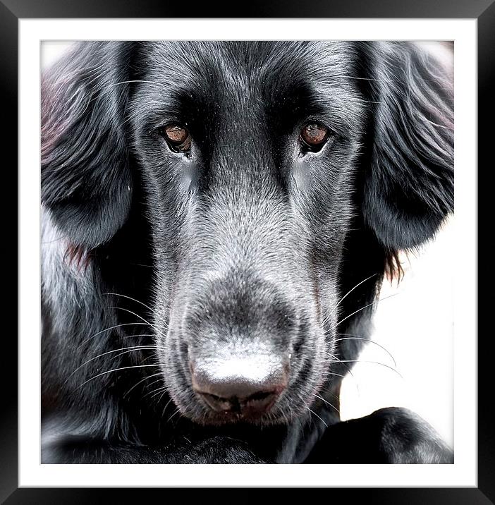The  Face of a Flat Coat Retriever Dog Framed Mounted Print by Sue Bottomley