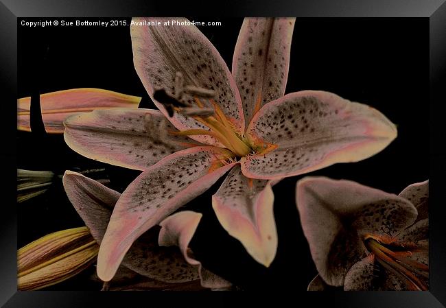 Faded Stargazer Lily  Framed Print by Sue Bottomley