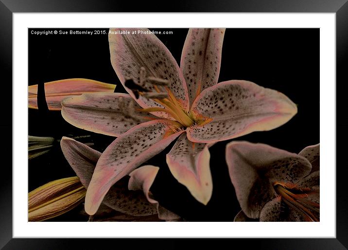 Faded Stargazer Lily  Framed Mounted Print by Sue Bottomley