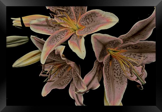 Faded Stargazer Lilies  Framed Print by Sue Bottomley