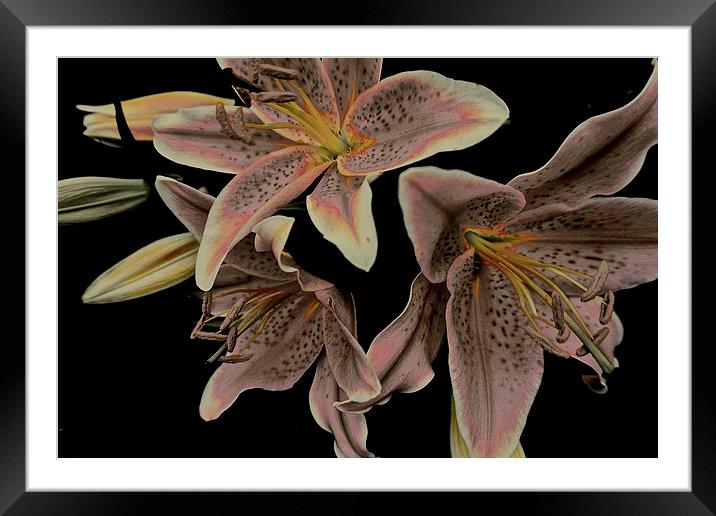 Faded Stargazer Lilies  Framed Mounted Print by Sue Bottomley