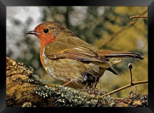  The bird Robin Red Breast Framed Print by Sue Bottomley