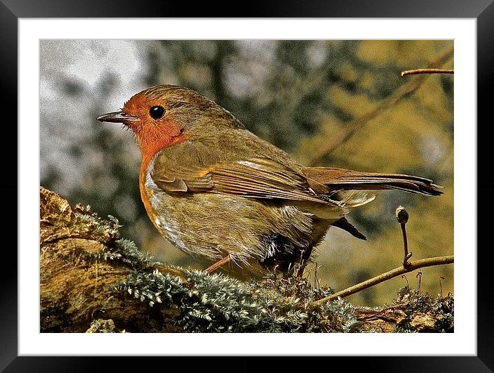  The bird Robin Red Breast Framed Mounted Print by Sue Bottomley