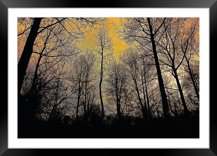 Sunrise though the tree tops                       Framed Mounted Print by Sue Bottomley