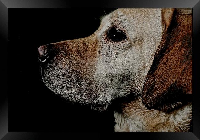     Loving Labrador Dog                            Framed Print by Sue Bottomley