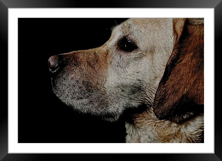     Loving Labrador Dog                            Framed Mounted Print by Sue Bottomley
